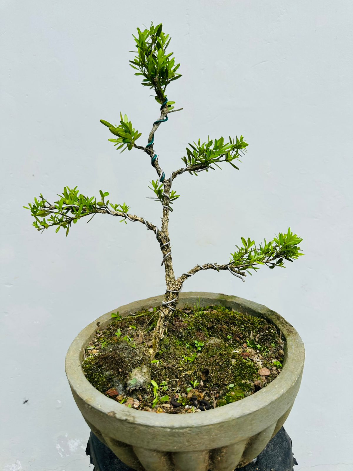 Boxwood