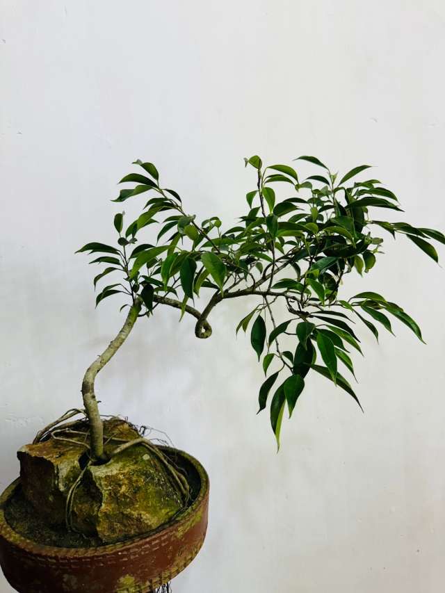 Ficus