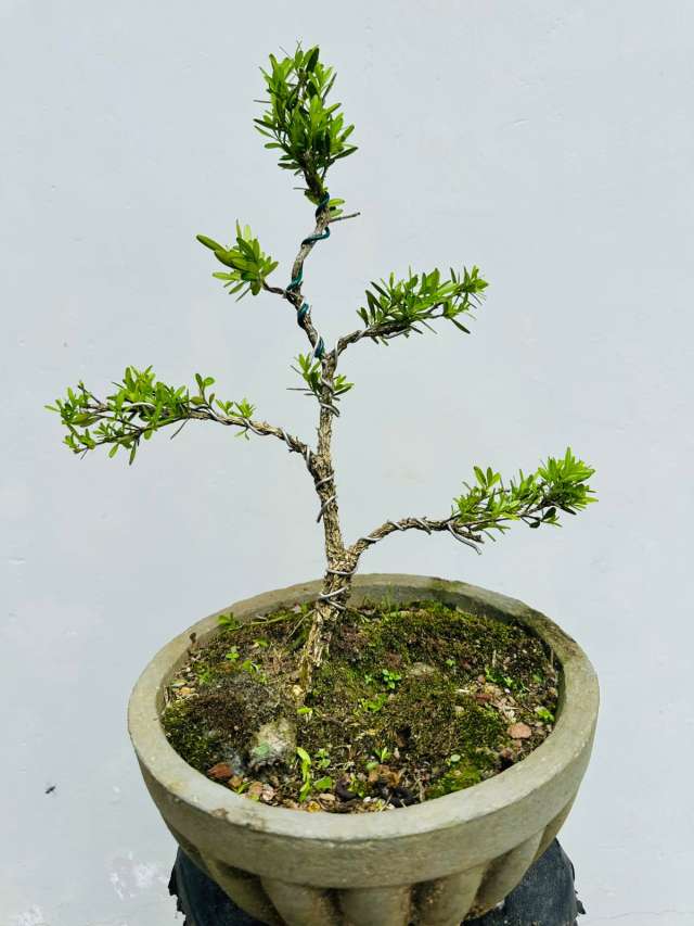 Boxwood